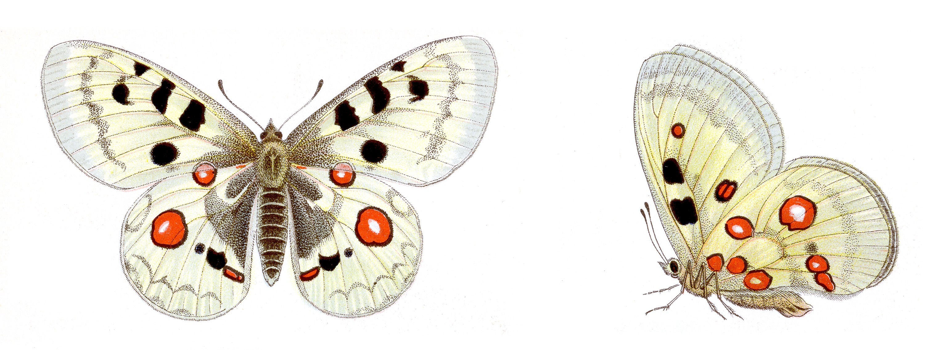 Parnassius_apollo_-_Roter_Apollo